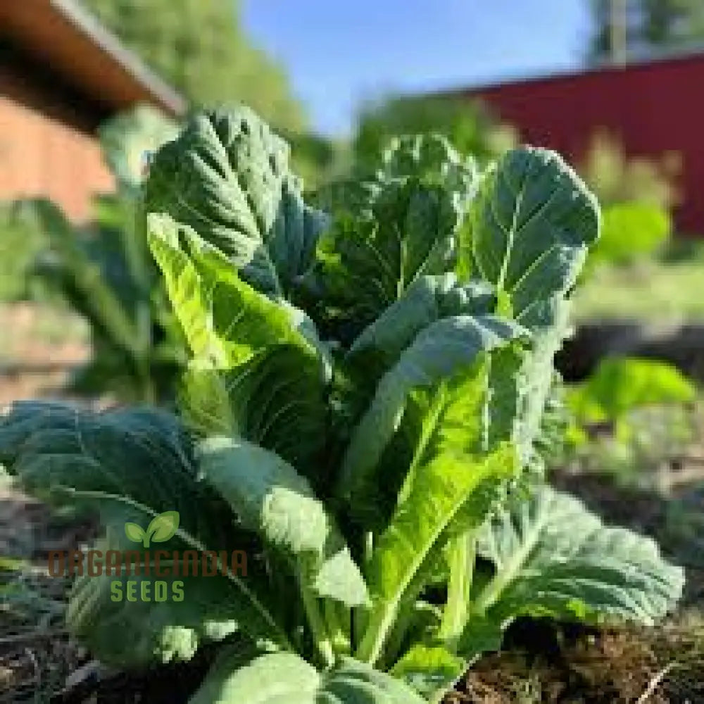 Leafy Collard Seeds for Home Garden, Easy-to-Grow Nutritious Vegetable Seeds