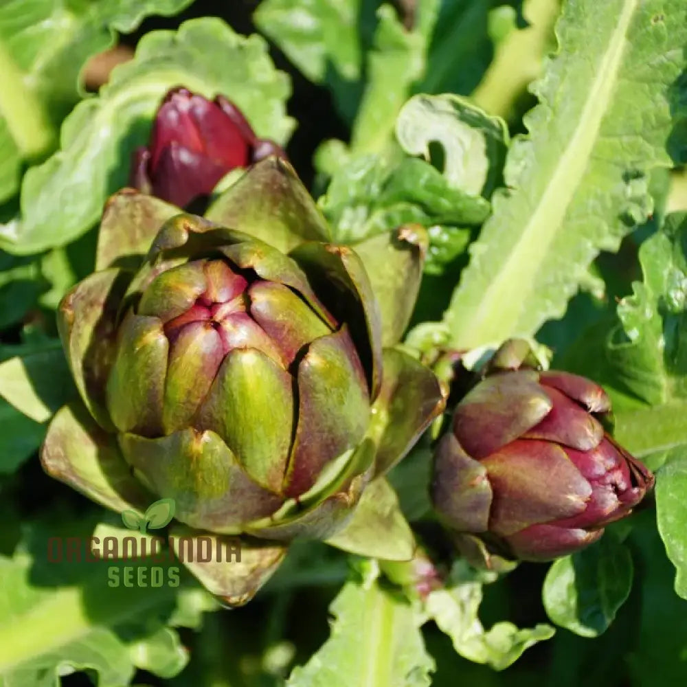 Colorado Red Star Artichoke Seeds for Planting, Non-GMO Edible Vegetable Seeds