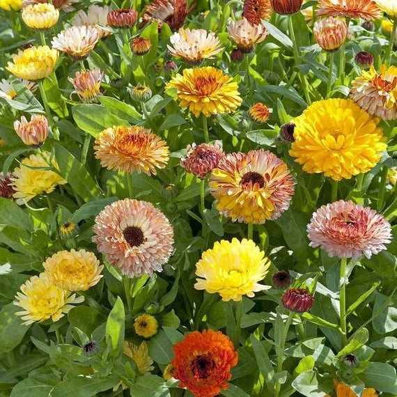 Colorful Calendula Flower Seeds for Long-Lasting Garden Displays
