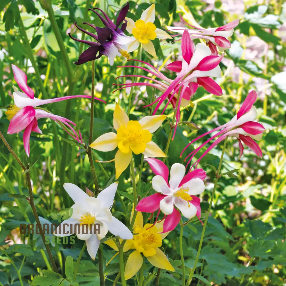 Colorful Columbine Seeds for Bright and Attractive Garden Beds