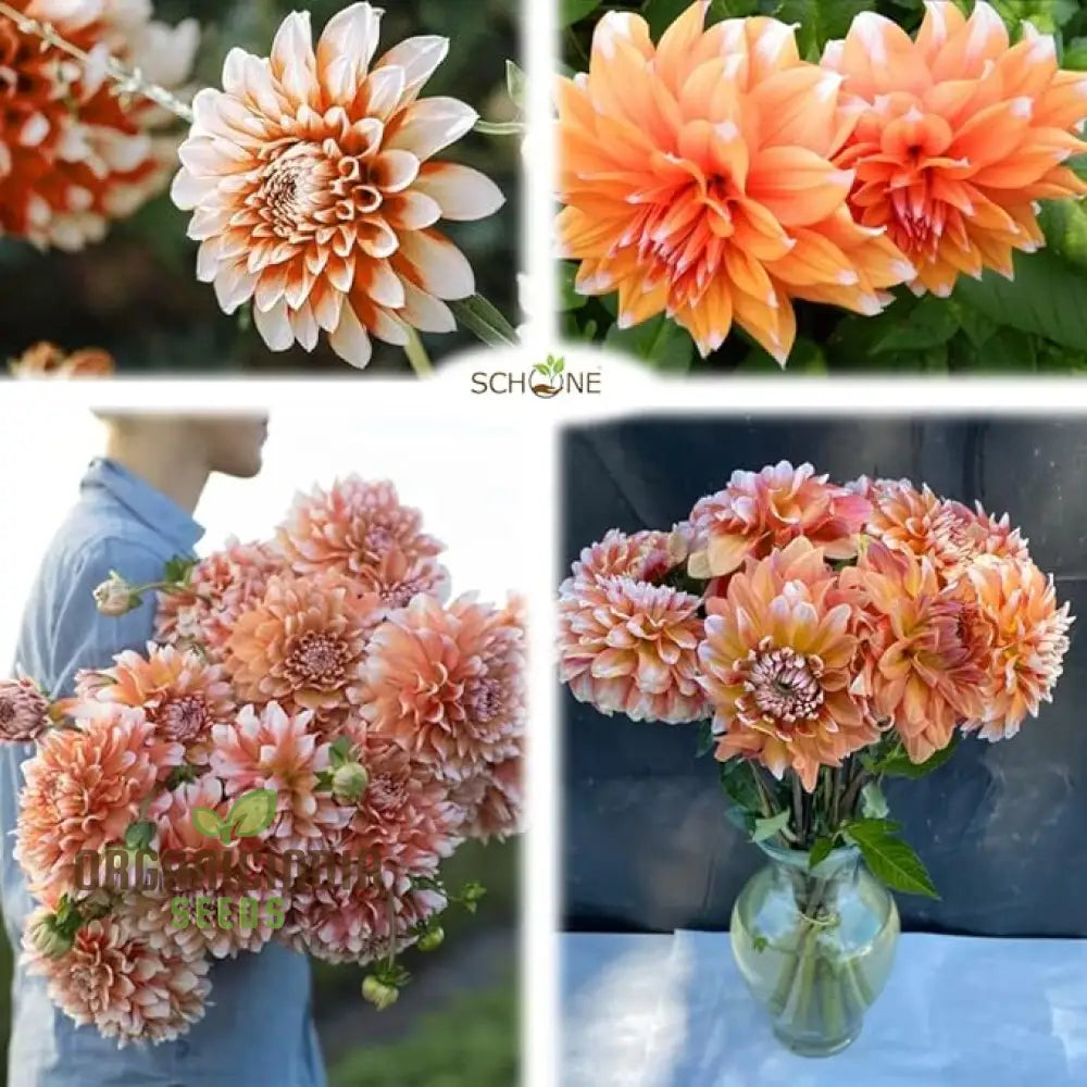 Colorful Dahlia Bulbs Transform Your Outdoor Oasis Into A Floral Paradise(3 For Planting?)