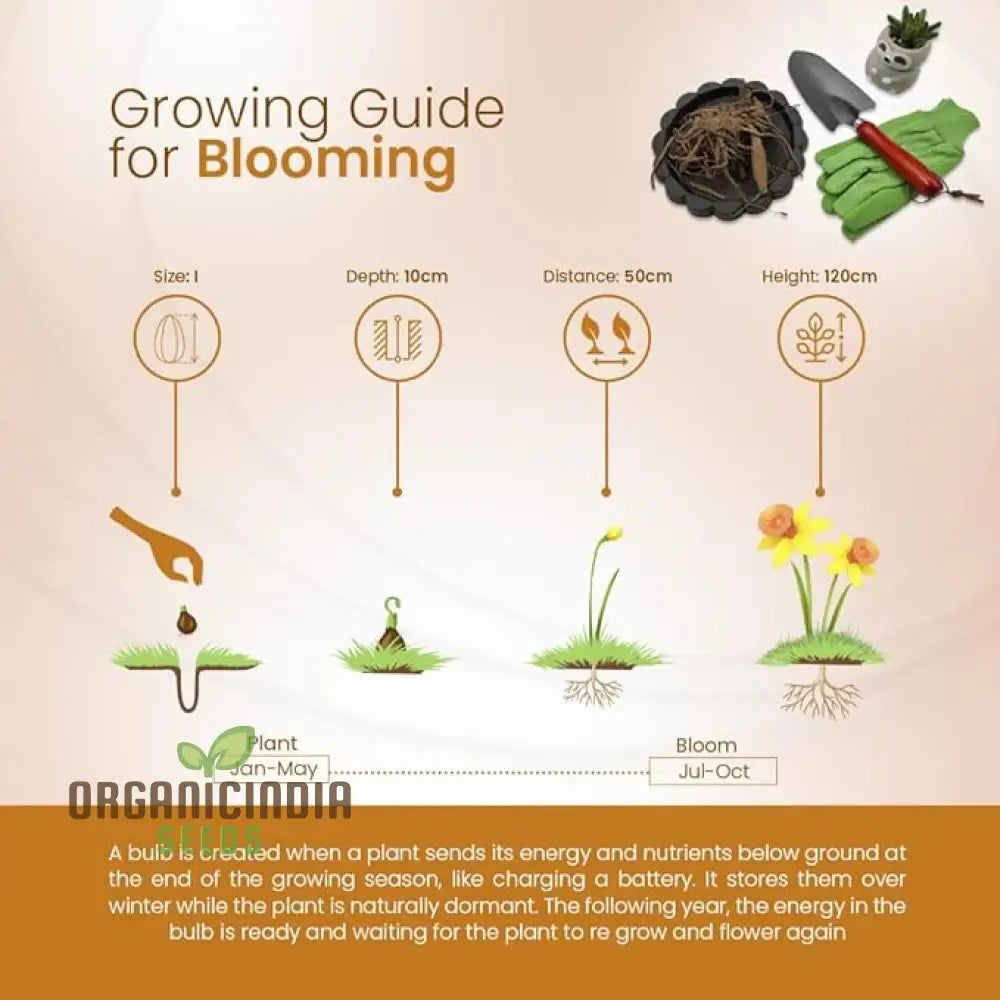Colorful Dahlia Bulbs Transform Your Outdoor Oasis Into A Floral Paradise(3 For Planting?)