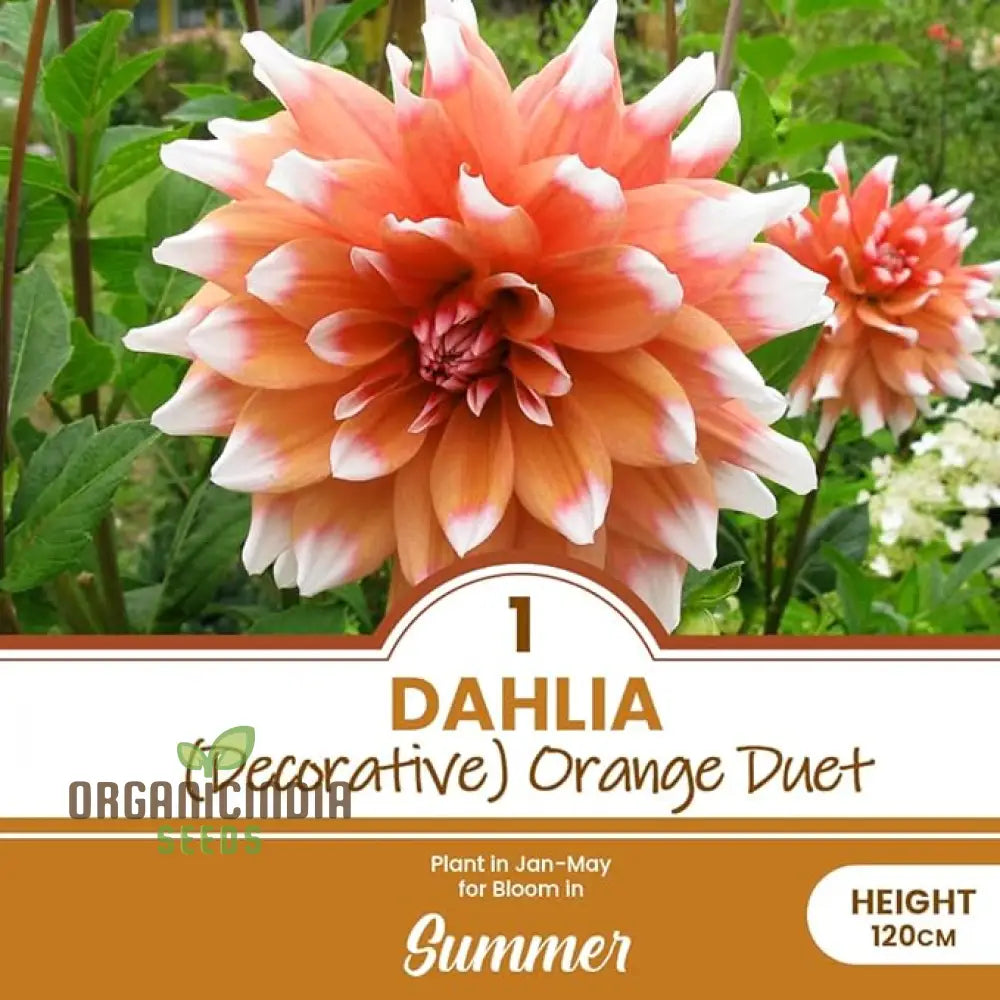 Colorful Dahlia Bulbs Transform Your Outdoor Oasis Into A Floral Paradise(3 For Planting?)