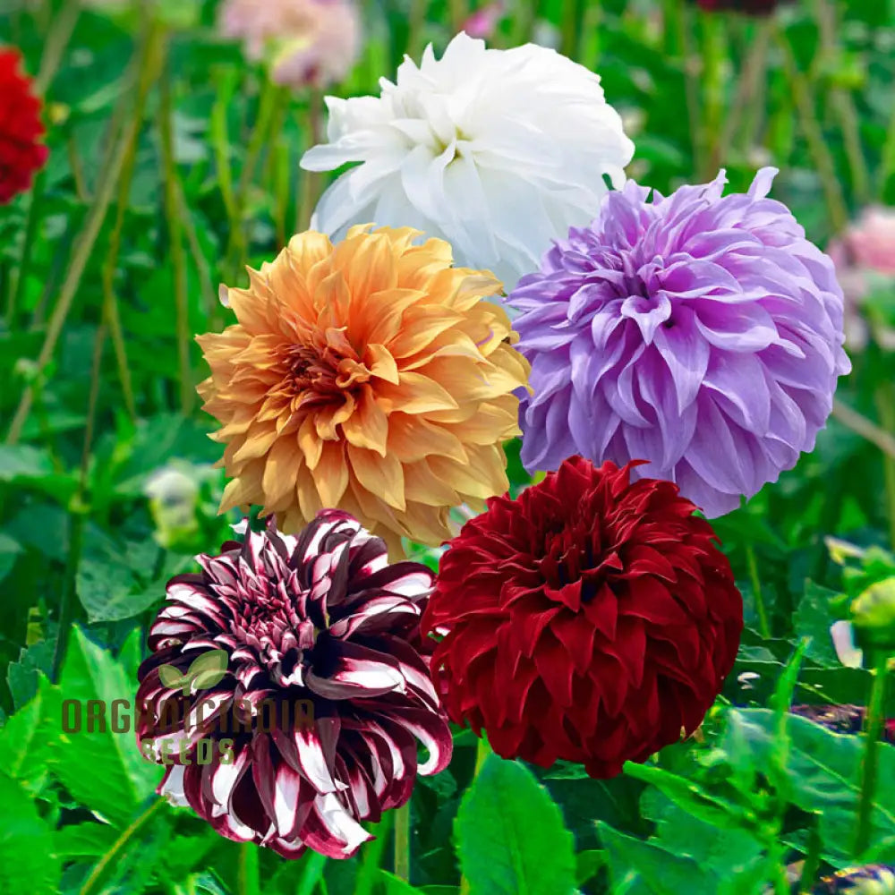 Colorful Dahlia Bulbs Transform Your Outdoor Oasis into a Floral Paradise(3 Bulbs for planting)