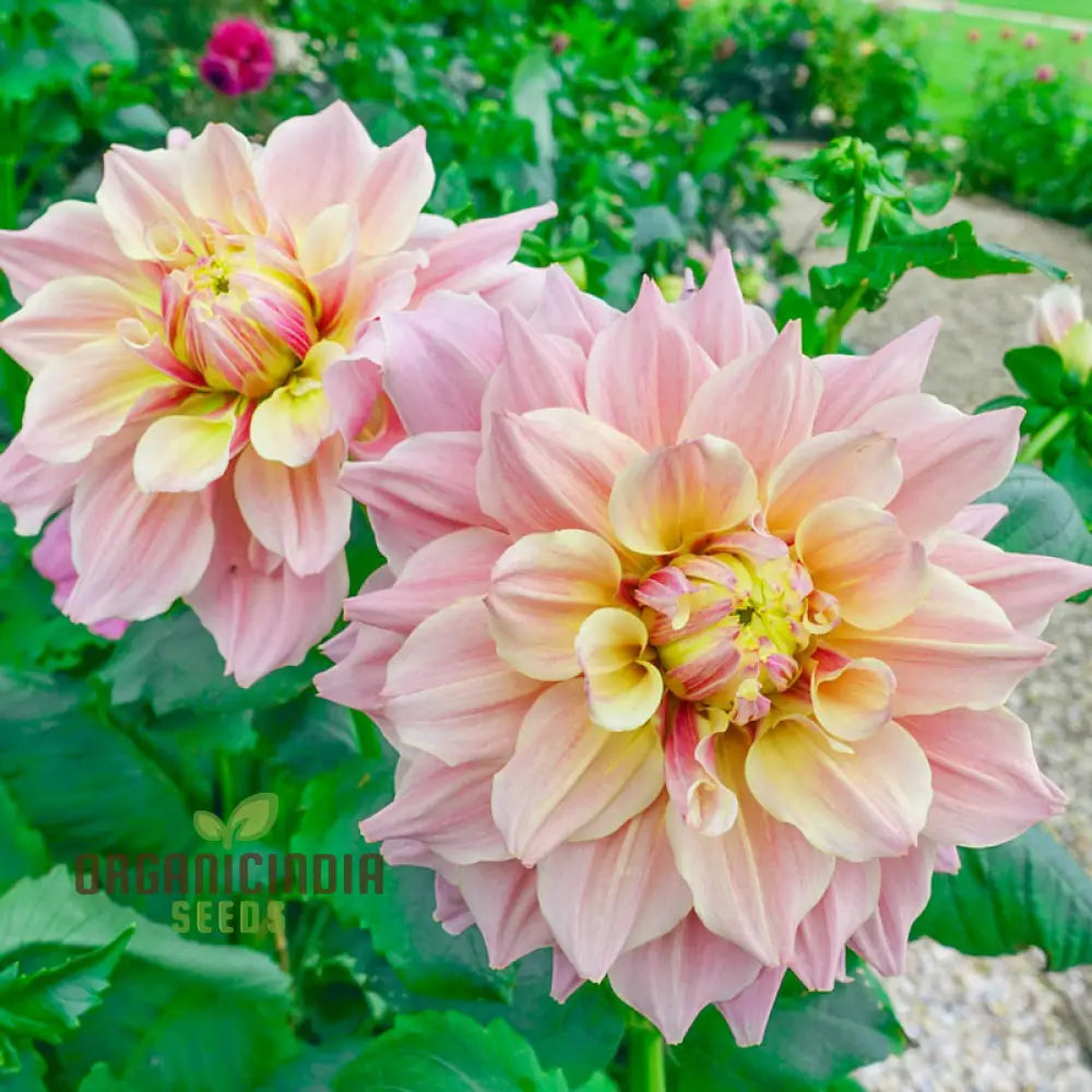 Colorful Dahlia Bulbs Transform Your Outdoor Oasis into a Floral Paradise(3 Bulbs for planting)