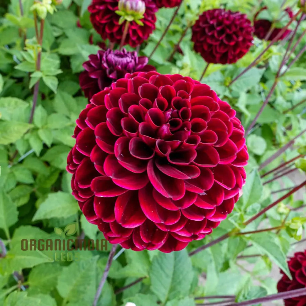 Colorful Dahlia Bulbs Transform Your Outdoor Oasis into a Floral Paradise(3 Bulbs for planting)