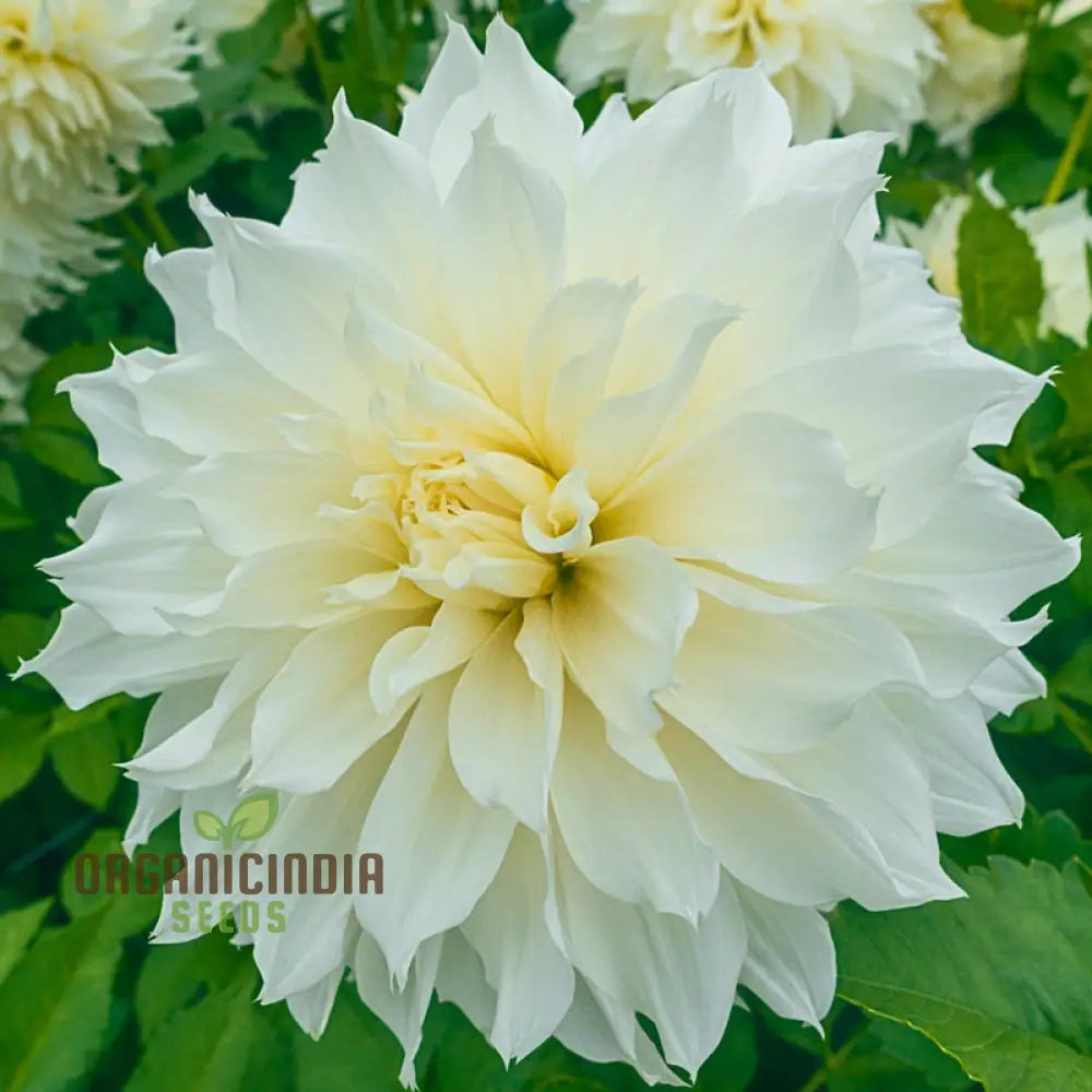 Colorful Dahlia Bulbs Transform Your Outdoor Oasis into a Floral Paradise(3 Bulbs for planting)