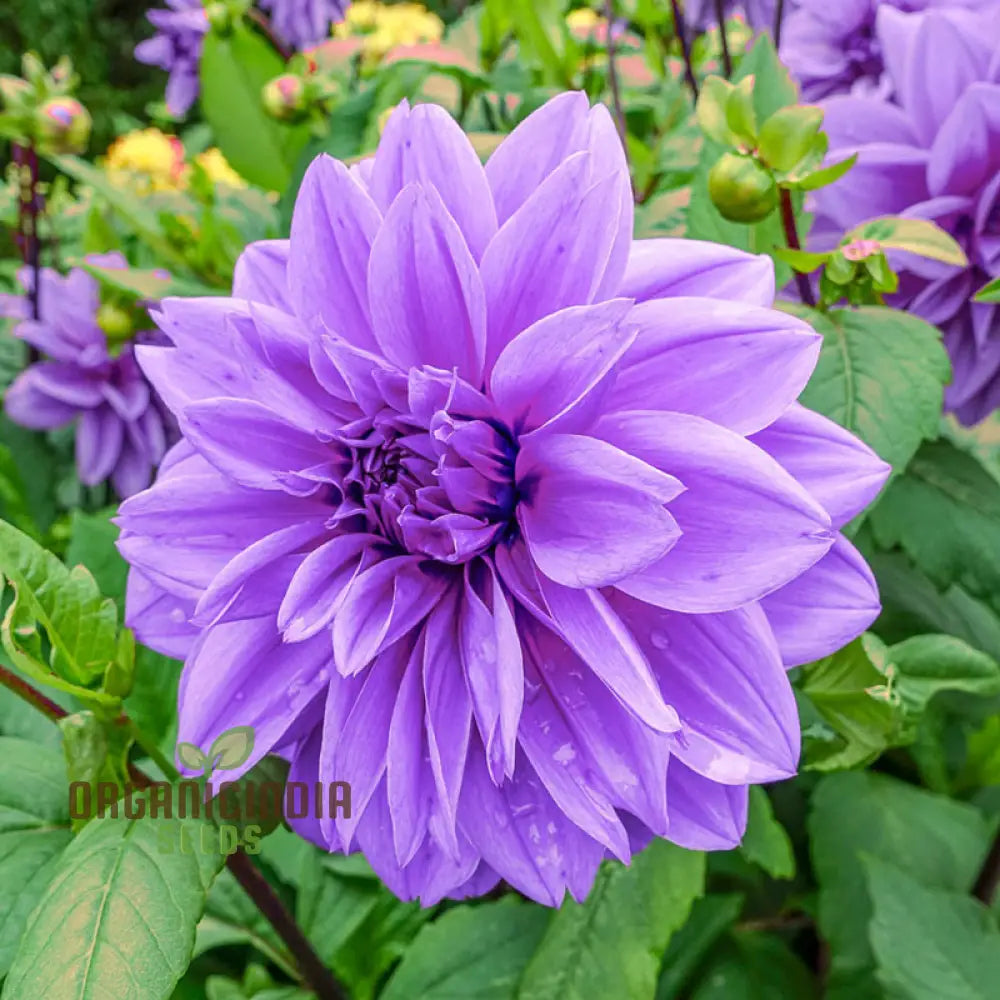 Colorful Dahlia Bulbs Transform Your Outdoor Oasis into a Floral Paradise(3 Bulbs for planting)