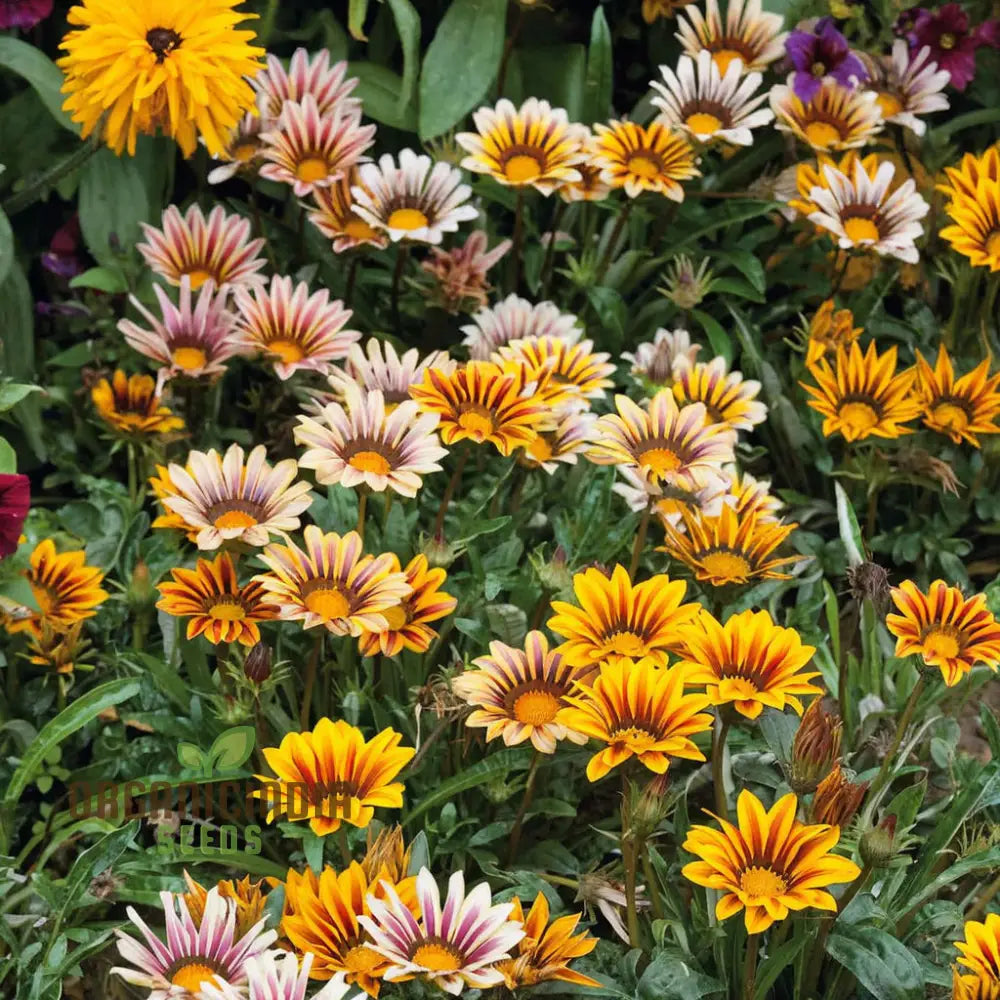 Bright daisy-like Gazania flowers in full sun