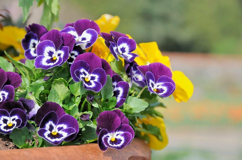 Colorful Mini Pansy Seeds for Home Garden Planting