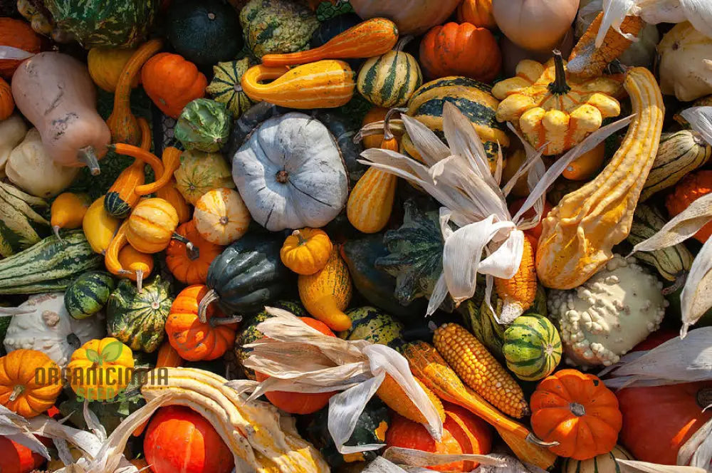 Colorful Ornamental Gourd Mix - Small Unique Vegetable Seeds For Your Garden Delights