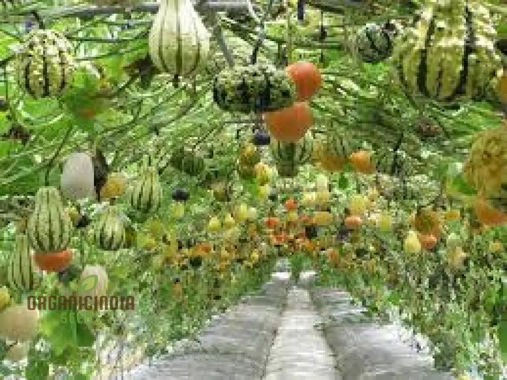 Colorful Ornamental Gourd Mix - Small Unique Vegetable Seeds For Your Garden Delights