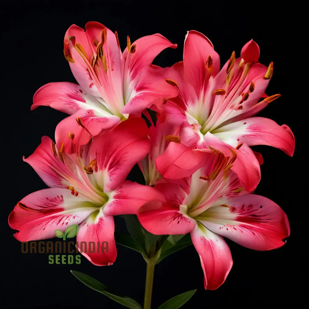 Colorful Peruvian Lily Seeds for Ornamental Garden Blooms