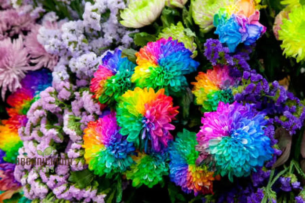 Colorful Portulaca flowers in garden bed