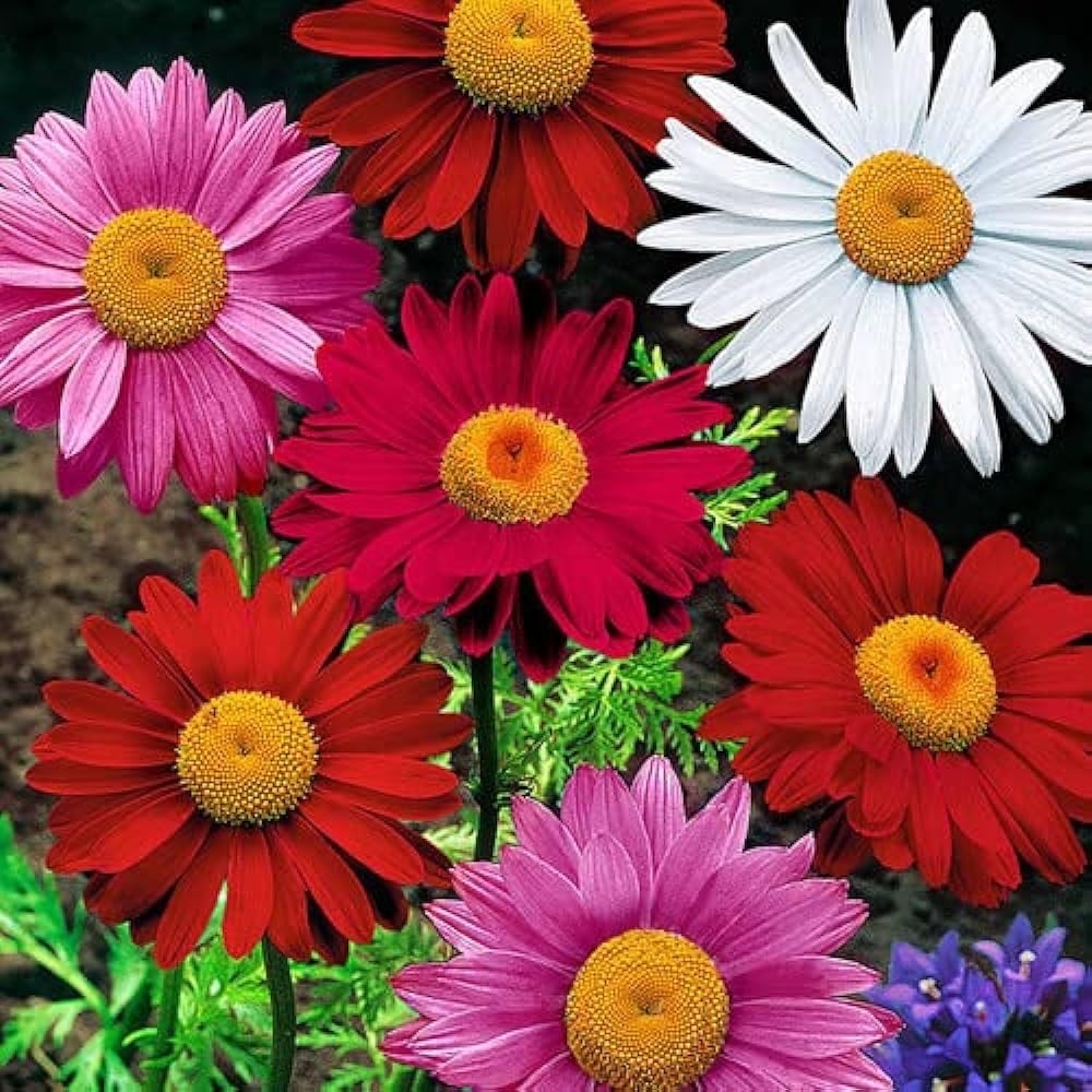 Colourful Pyrethrum Seeds for Landscaping and Outdoor Design