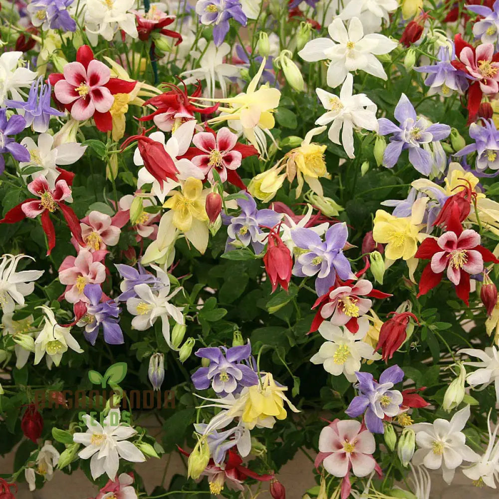 Columbine Perennial Seeds for Home Garden Planting