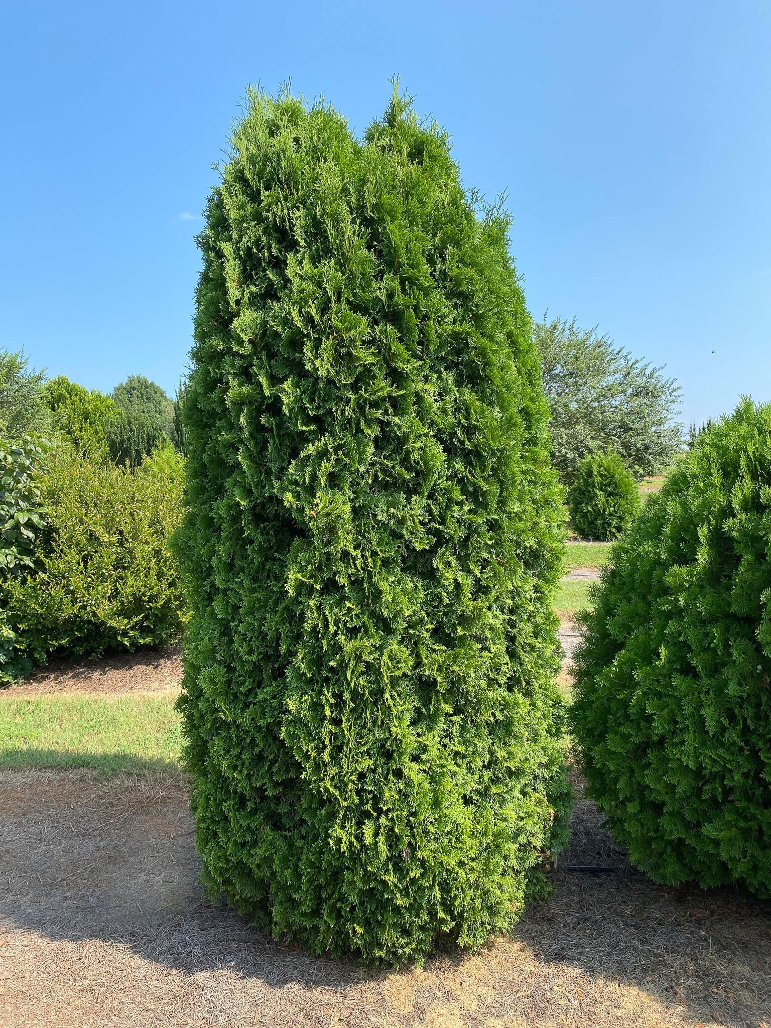 Narrow Evergreen Shrubs Used for Privacy Screen and Hedging