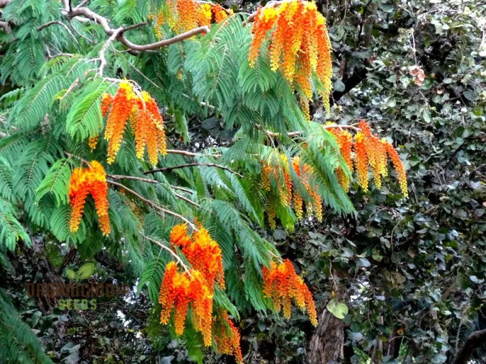 Colvillea Racemosa Seeds Stunning And Rare Garden Addition Premium Quality Gardening Flower Seeds