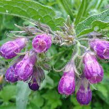 Comfrey Plants Growing in Outdoor Garden Bed