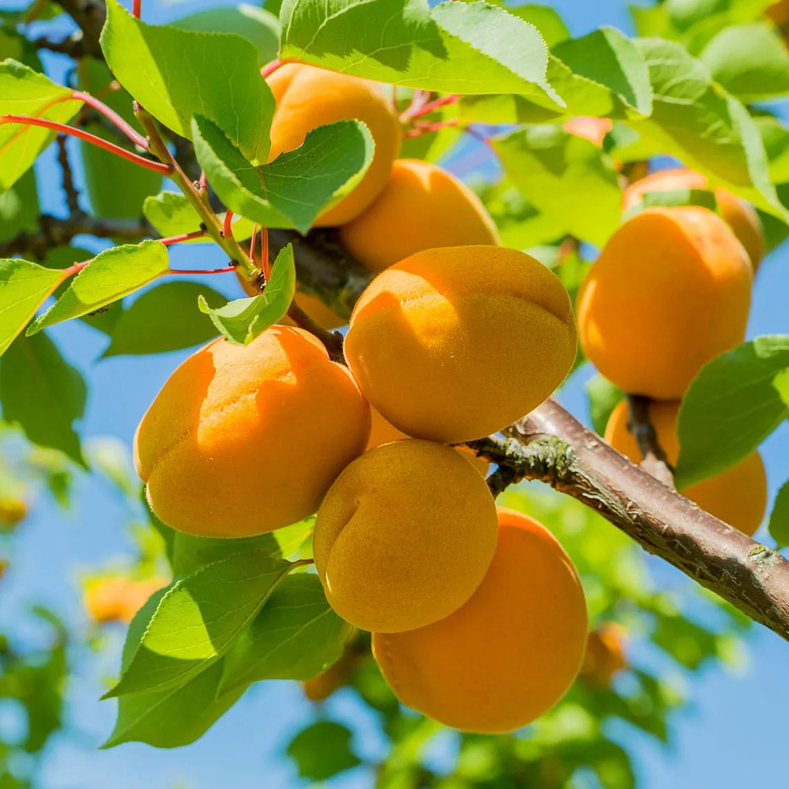 Common Apricot Tree Seeds Non-GMO for Planting