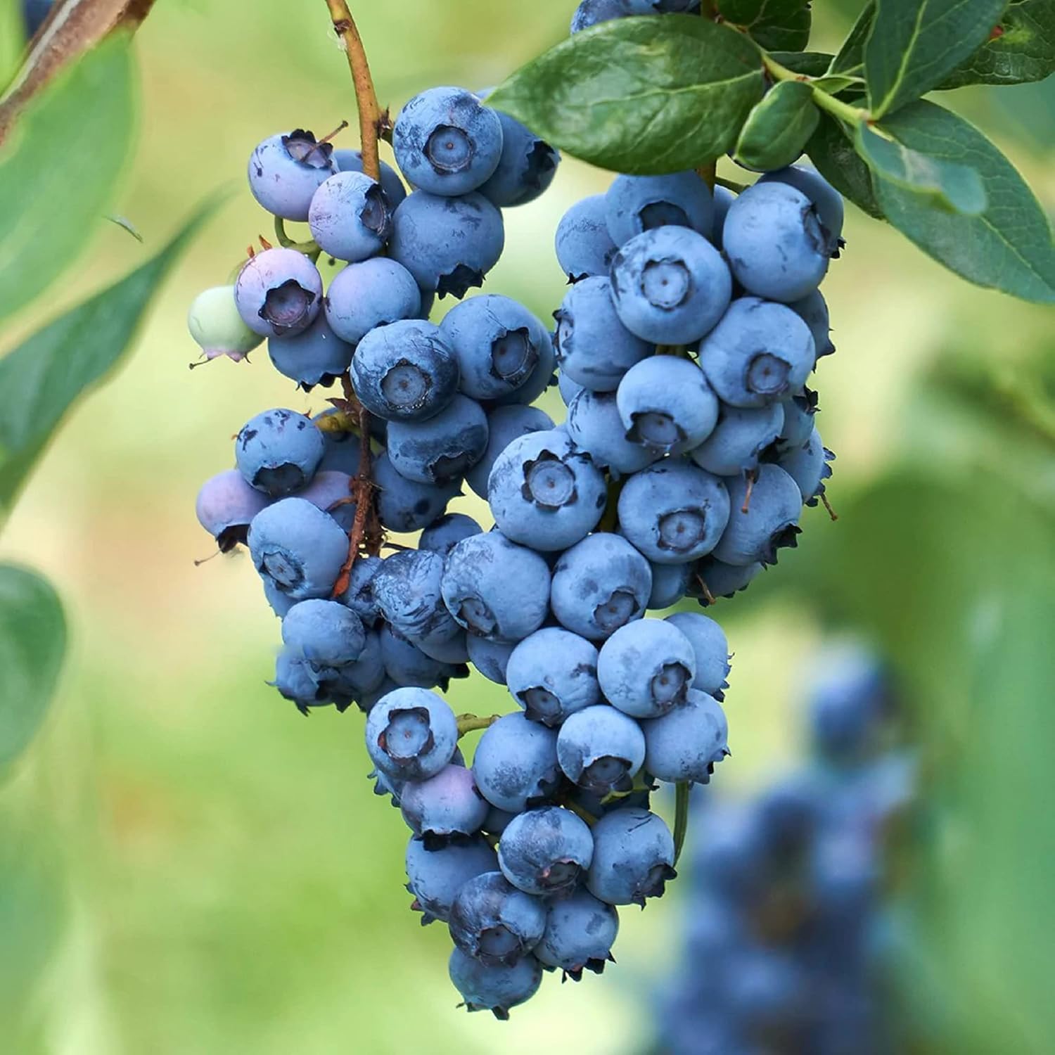 Common Bilberry (Vaccinium myrtillus) Seeds for Planting