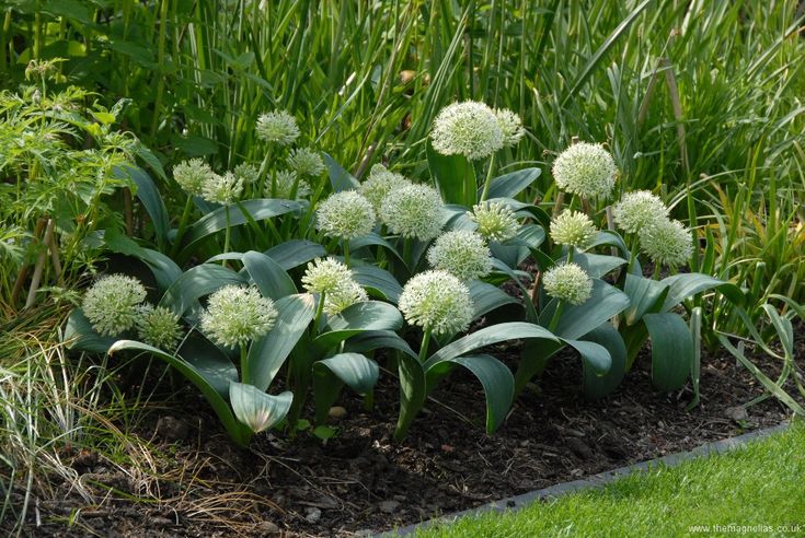Compact Allium Ivory Queen Seeds for Modern Garden Designs