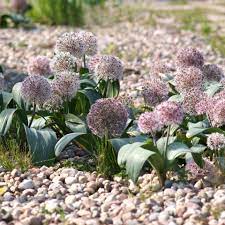 Compact Allium Karataviense Seeds for Stylish Garden Accents