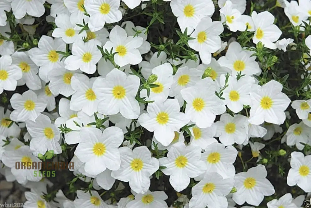 Compact border flower seeds white cup-shaped flowers