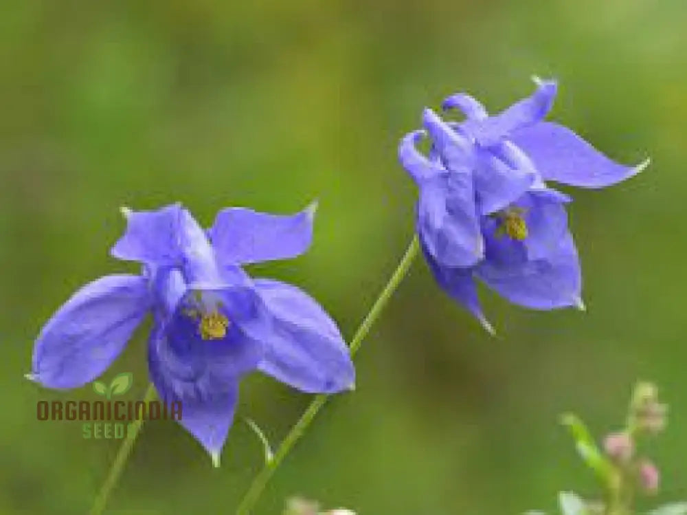 Compact Columbine Flower Seeds for Borders and Rock Gardens