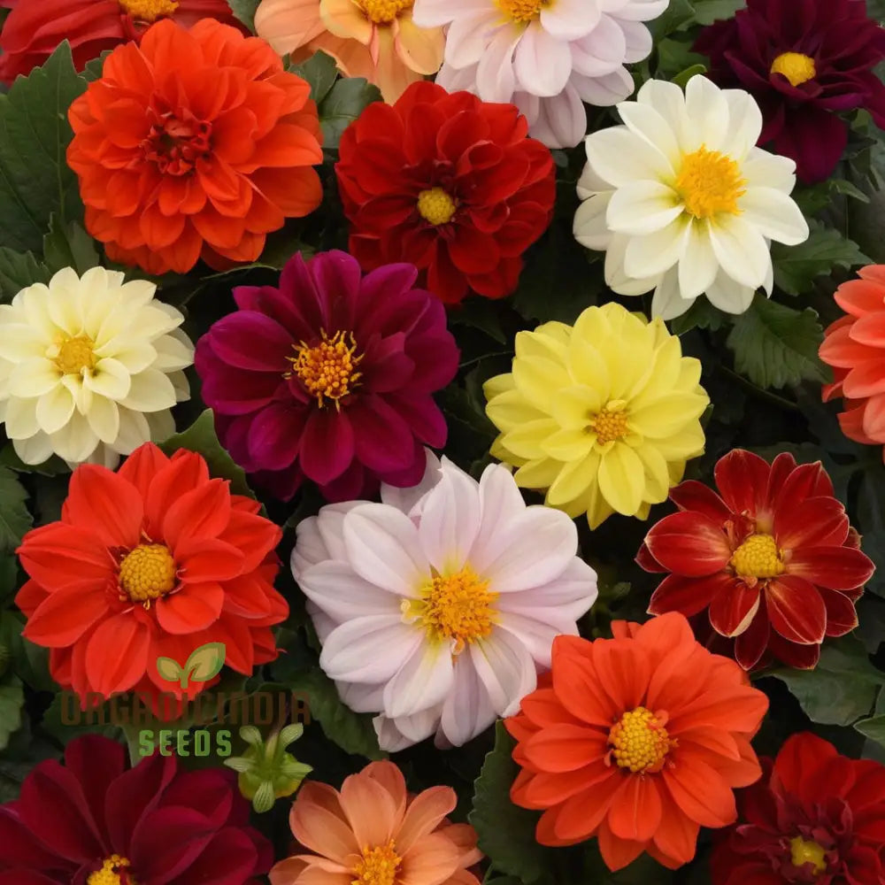 Compact dahlia flower seeds for borders and containers