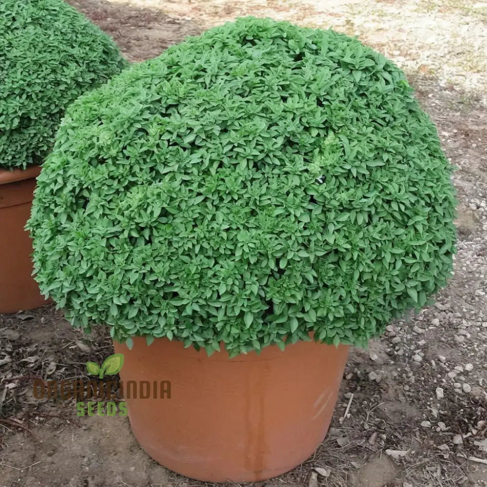 Compact Greek Basil Herb Growing in Container Pot