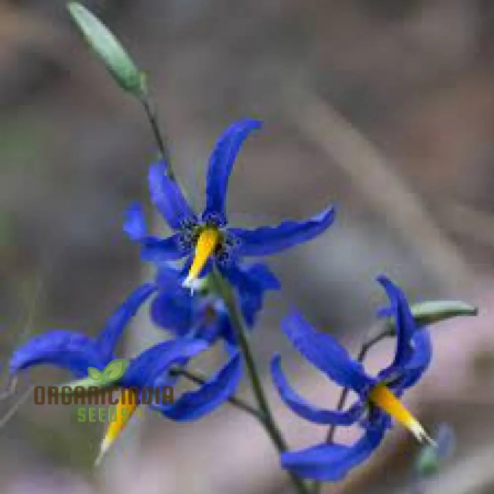 Conanthera Bifolia Flower Seeds Unique And Elegant Garden Addition Premium Quality Gardening Seeds