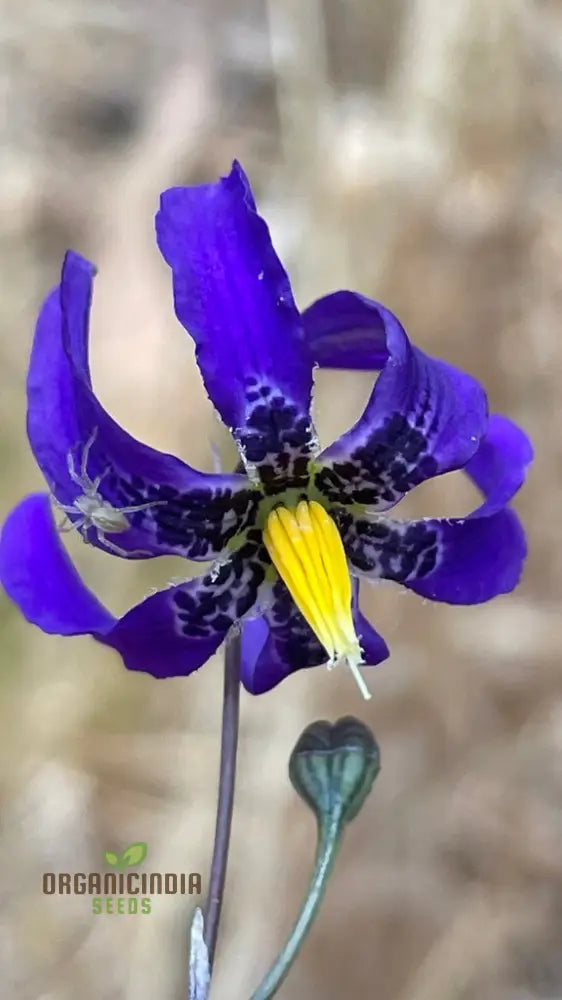 Conanthera Bifolia Flower Seeds Unique And Elegant Garden Addition Premium Quality Gardening Seeds