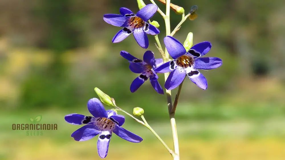 Conanthera Bifolia Flower Seeds Unique And Elegant Garden Addition Premium Quality Gardening Seeds