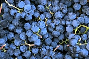 Concord Grape Vine Growing on Trellis