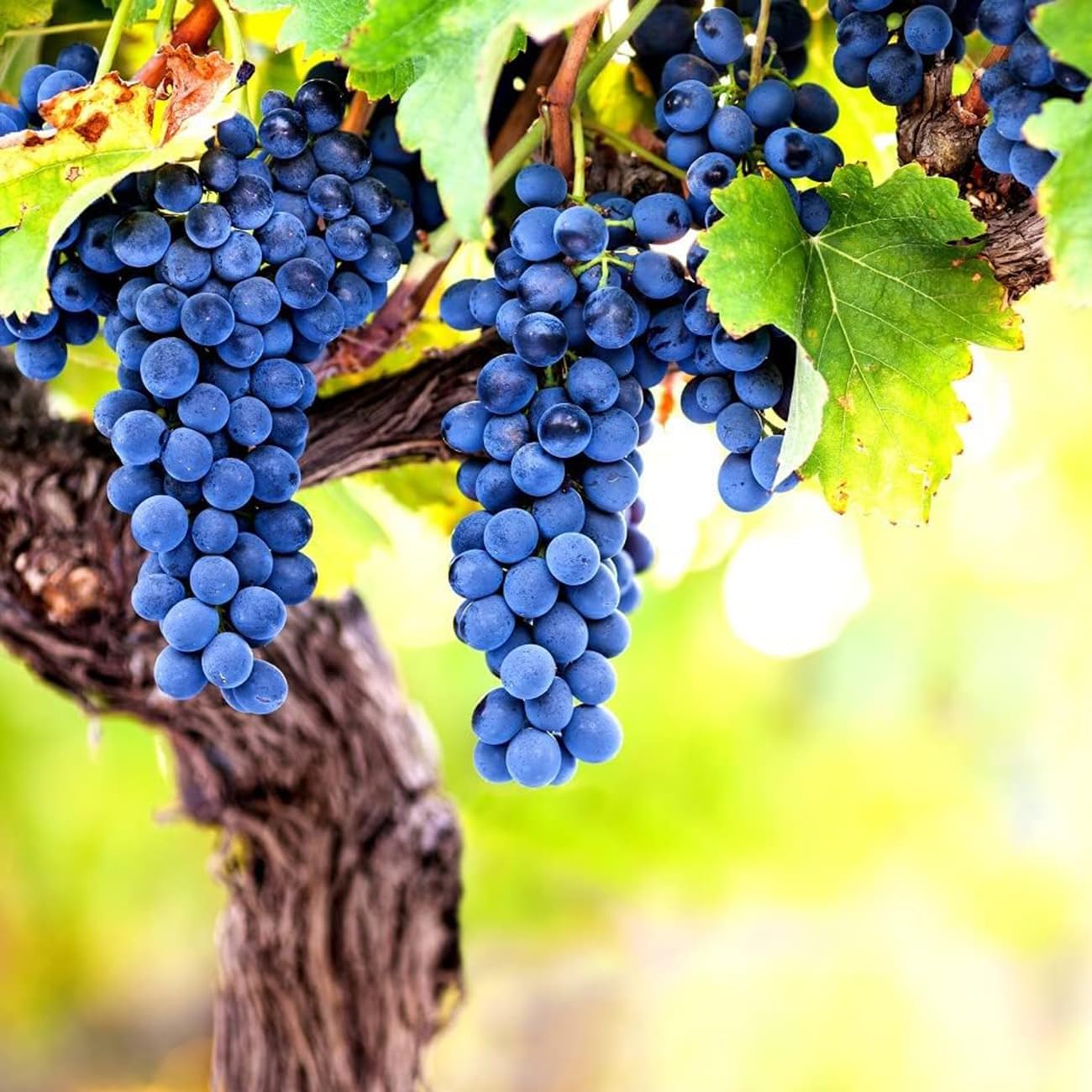 Non-GMO grape vine with healthy green leaves