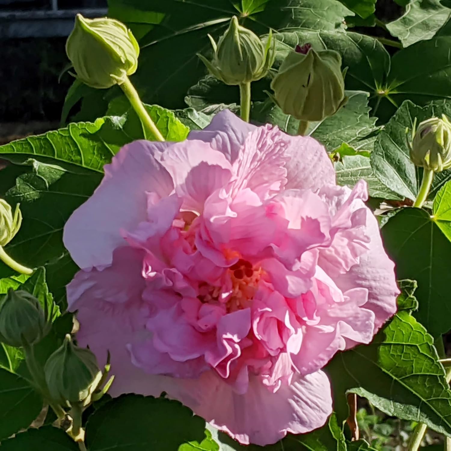 Confederate Rose Hibiscus in Landscape Border