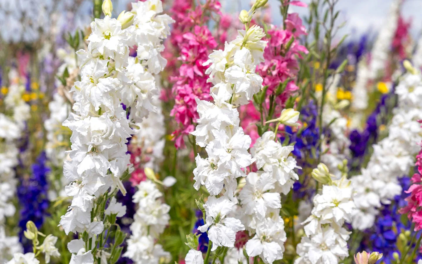 Confetti Bloom Mix Flower Seeds for Bright Garden Displays