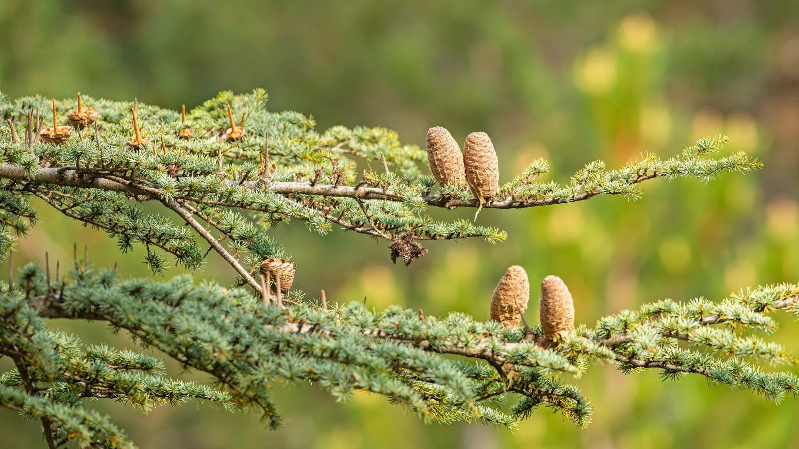 Arbusto perenne resistente con hojas únicas en forma de roble