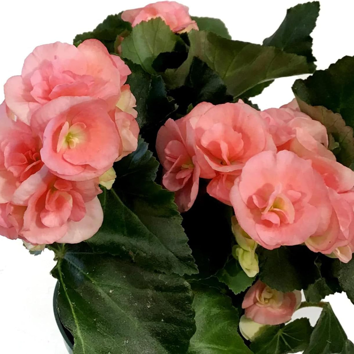Container Begonia seeds pink flowers for pots
