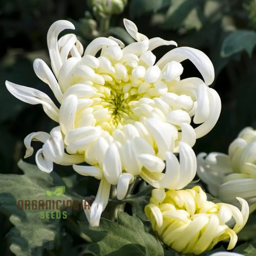 Container Chrysanthemum seeds Semi Bonsai plant variety