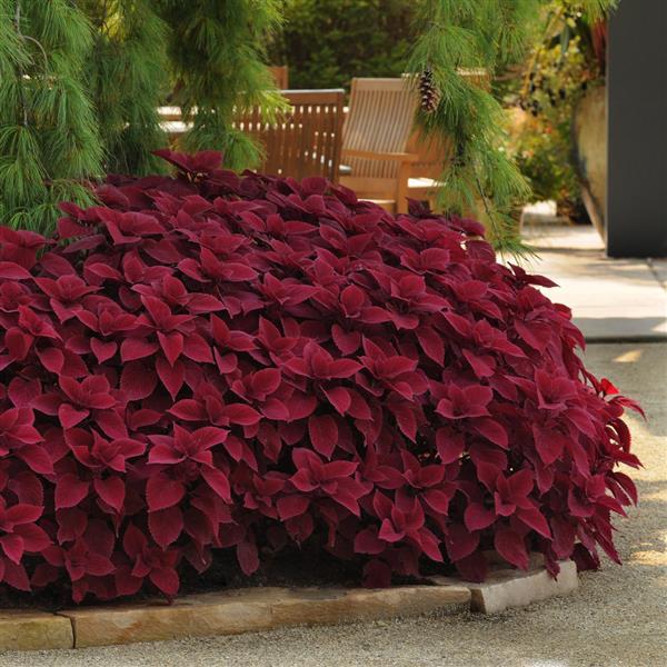Container Coleus seeds rich red foliage decorative plant