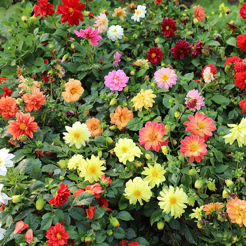 Container garden dahlia mixed seeds vibrant flowering plants