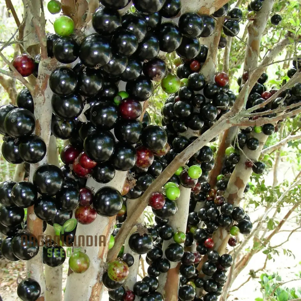 Container Fruit Tree Seeds for Small Gardens