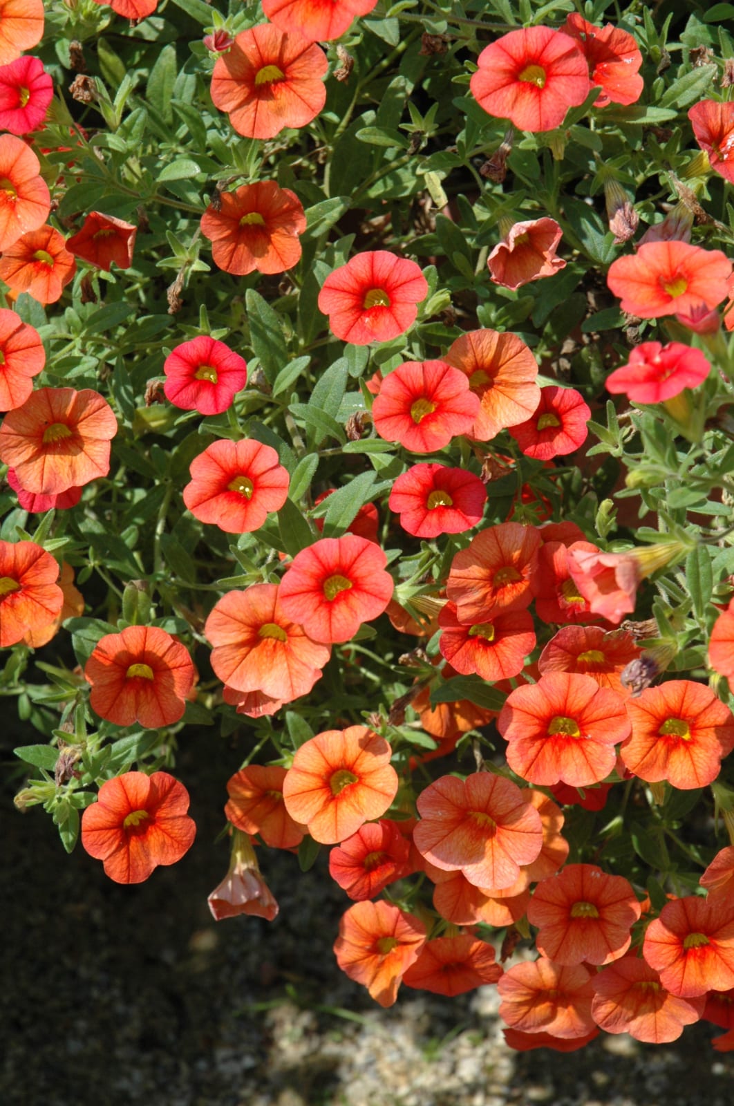 Container garden apricot petunia seeds colorful blooms