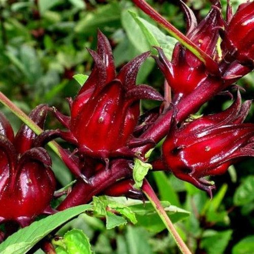 Container garden roselle seeds vibrant red flowers