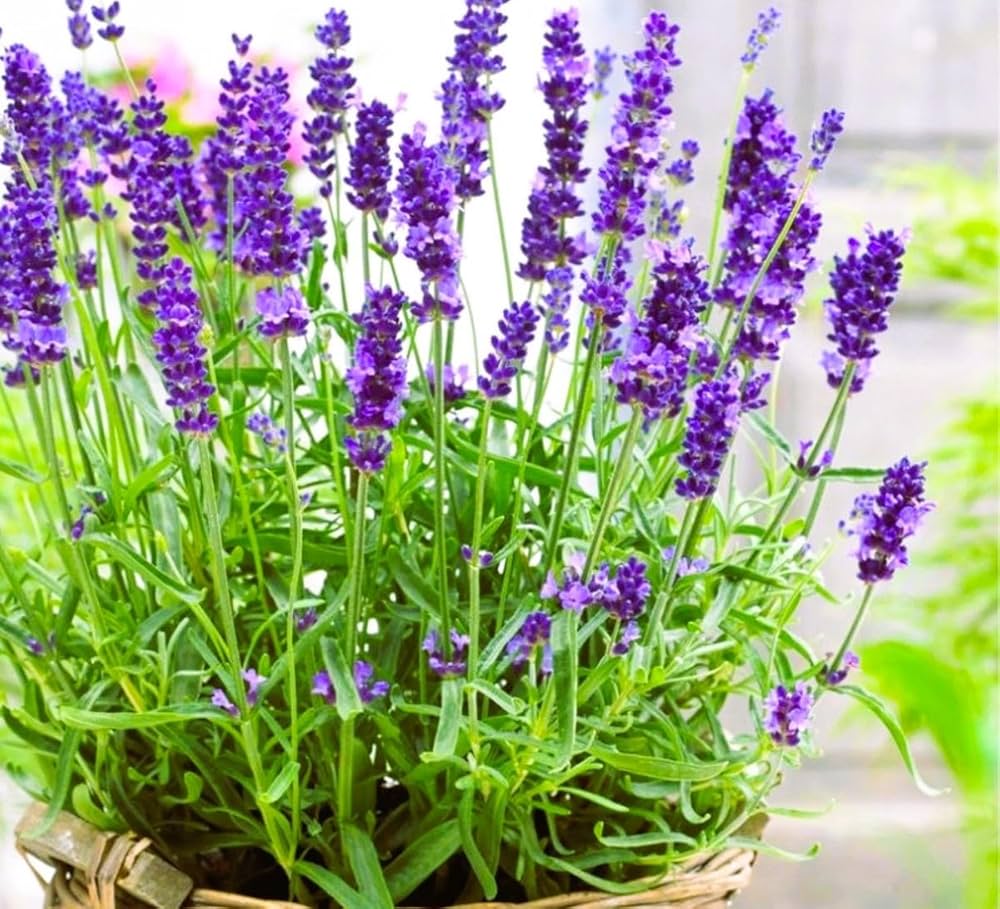 Container lavender seeds for gardens and borders