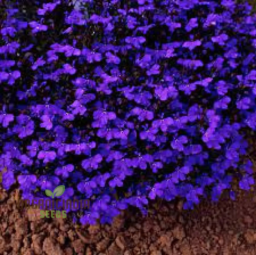 Lobelia seeds for containers and hanging baskets