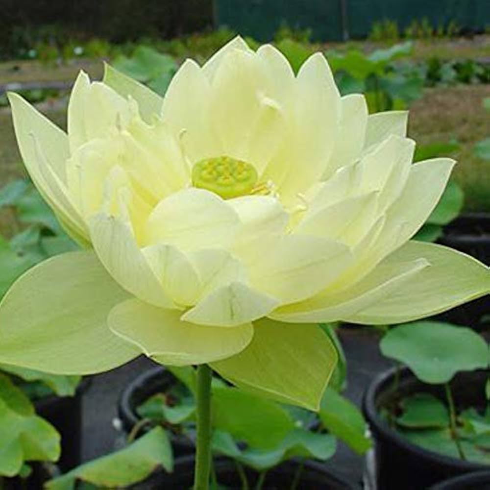 Container lotus seeds golden sunburst flowers for water features