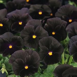 Cool Season Black Pansy Seeds for Flower Beds and Borders